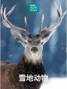 《雪地动物》：冰雪奇缘的动物冒险，温暖治愈之旅